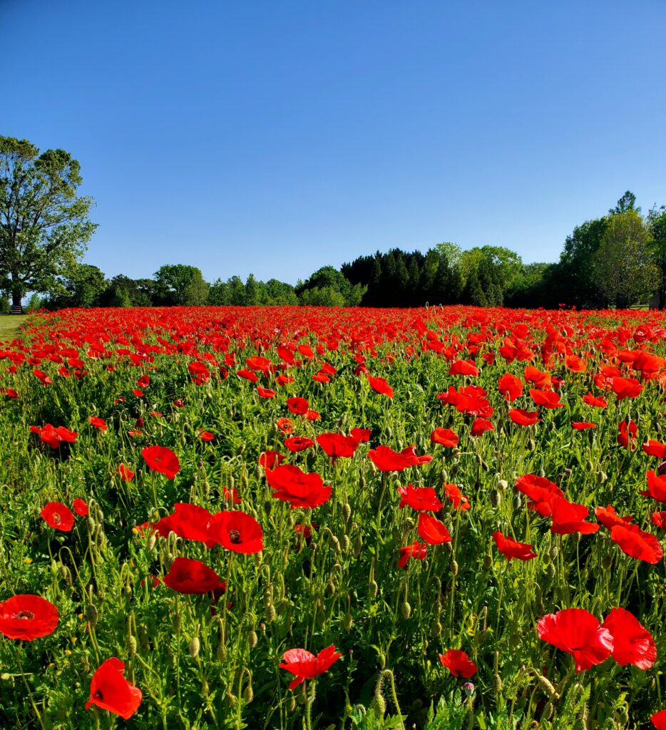 A garden of red poppies